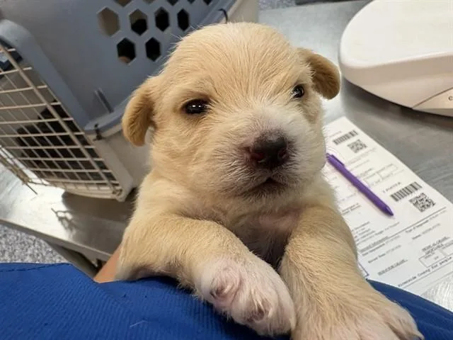 A baby small-sized male Terrier dog named Leche for adoption in Thousand Palms, CA