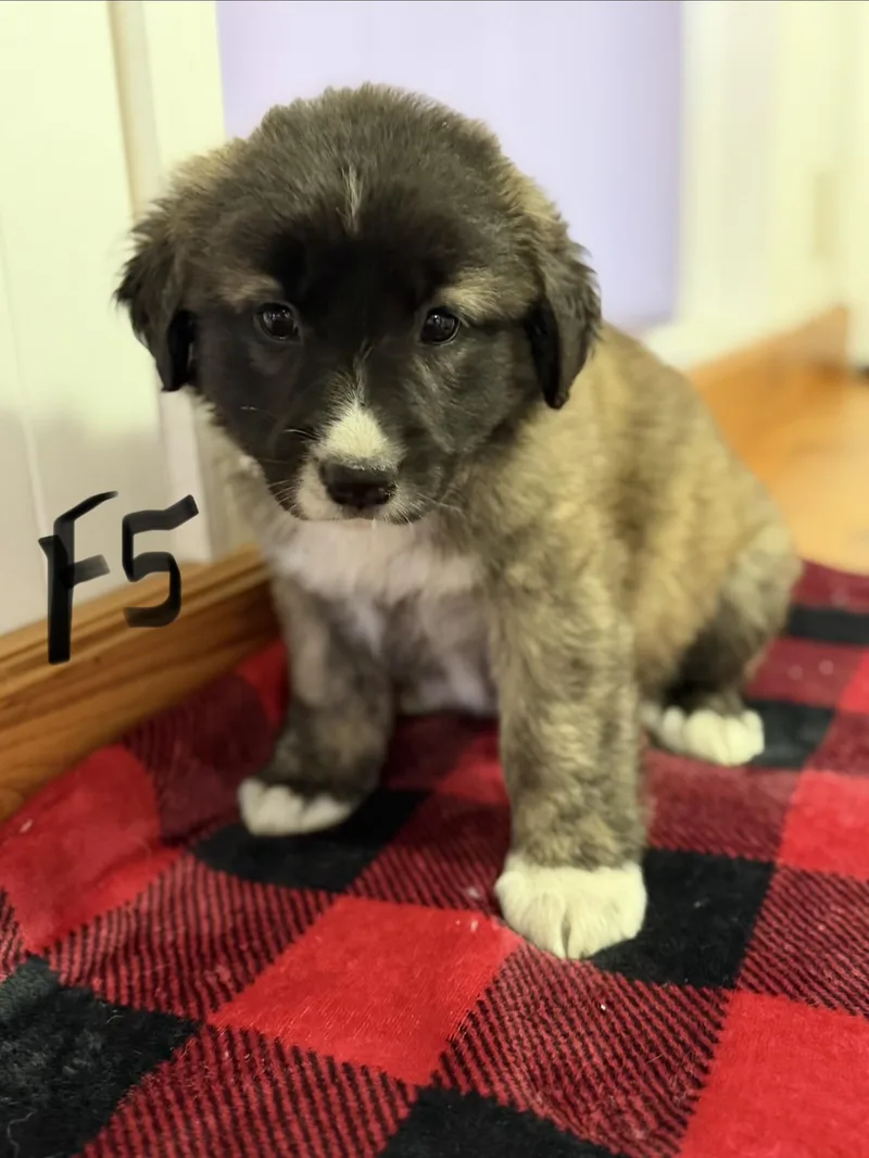 A baby medium-sized female Apricot / Beige Border Collie dog named Kera for adoption in Hamilton , NJ