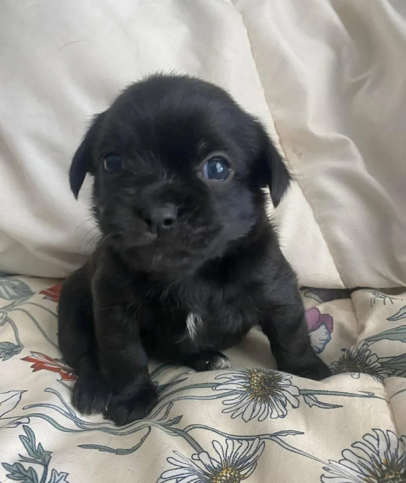 A baby small-sized female Boston Terrier dog named Domino for adoption in Grafton, WI