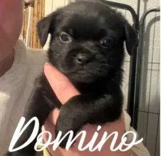 Domino thumbnail 2