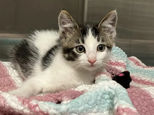 A baby small-sized male Domestic Short Hair cat named Static for adoption in Tustin, CA