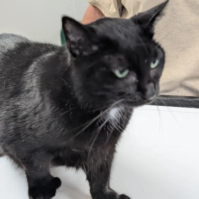 A senior large-sized female Black Domestic Short Hair cat named Mittens for adoption in Canton, IL