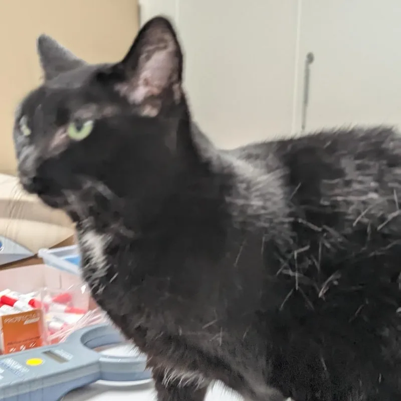 Mittens thumbnail 2