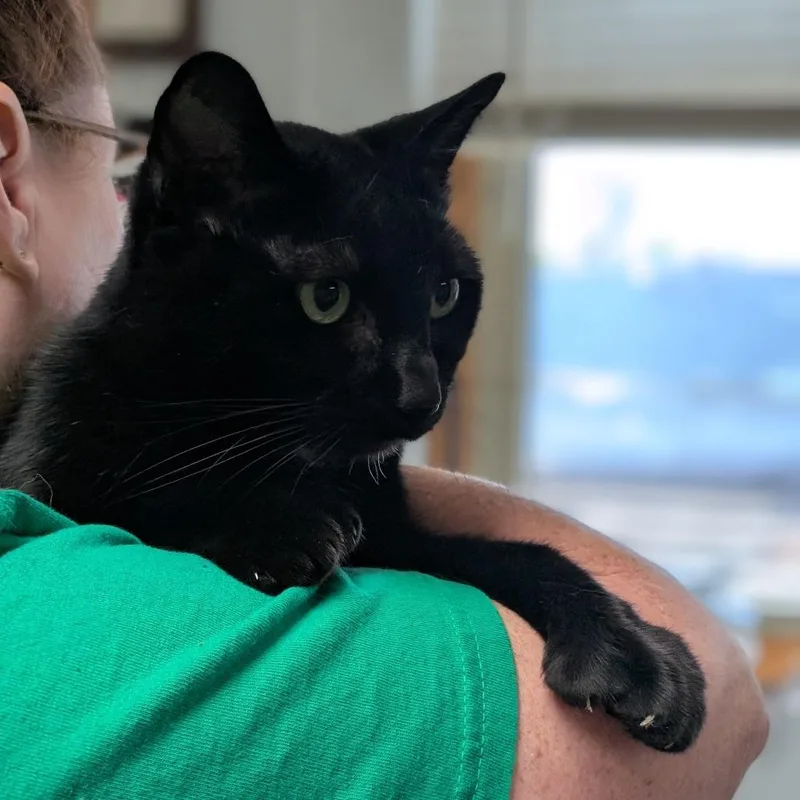 Mittens thumbnail 3