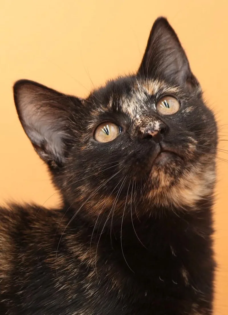 A baby small-sized female Tortoiseshell cat named Fancy so funny for adoption in Bedford Hills, NY