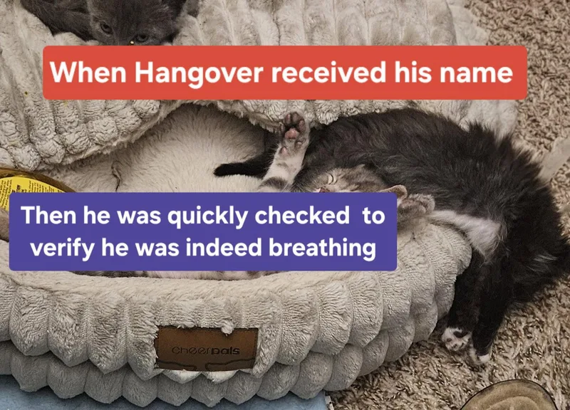 A young medium-sized male Domestic Short Hair cat named Hangover for adoption in Chandler, AZ