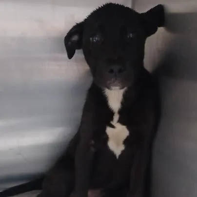 A baby large-sized female Mixed Breed dog named Pie for adoption in Munster, IN
