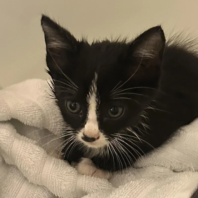 A baby small-sized male Domestic Medium Hair cat named Alfalfa for adoption in Greensboro, NC