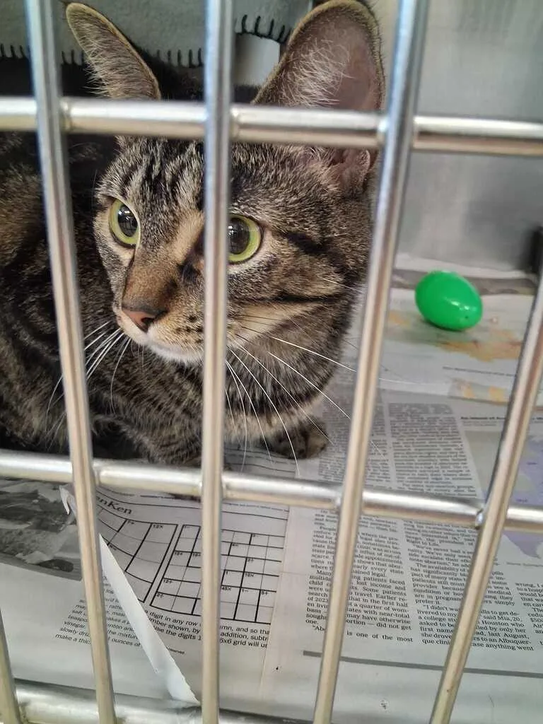 An adult medium-sized female Tabby (Brown / Chocolate) Domestic Short Hair cat named Maple for adoption in Cincinnati, OH