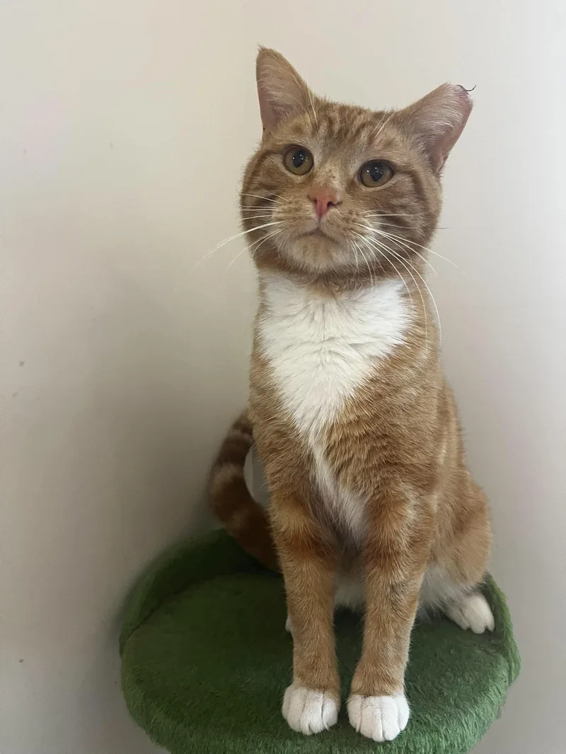 An adult medium-sized male Orange & White Domestic Short Hair cat named River for adoption in Chambersburg, PA