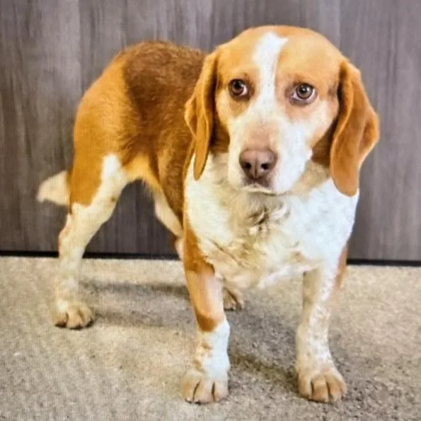 An adult medium-sized male Red / Chestnut / Orange Beagle dog named Gherkin for adoption in London, OH