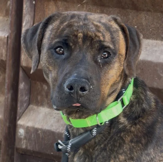 A young medium-sized female Pit Bull Terrier dog named Ginerva for adoption in Tucson, AZ