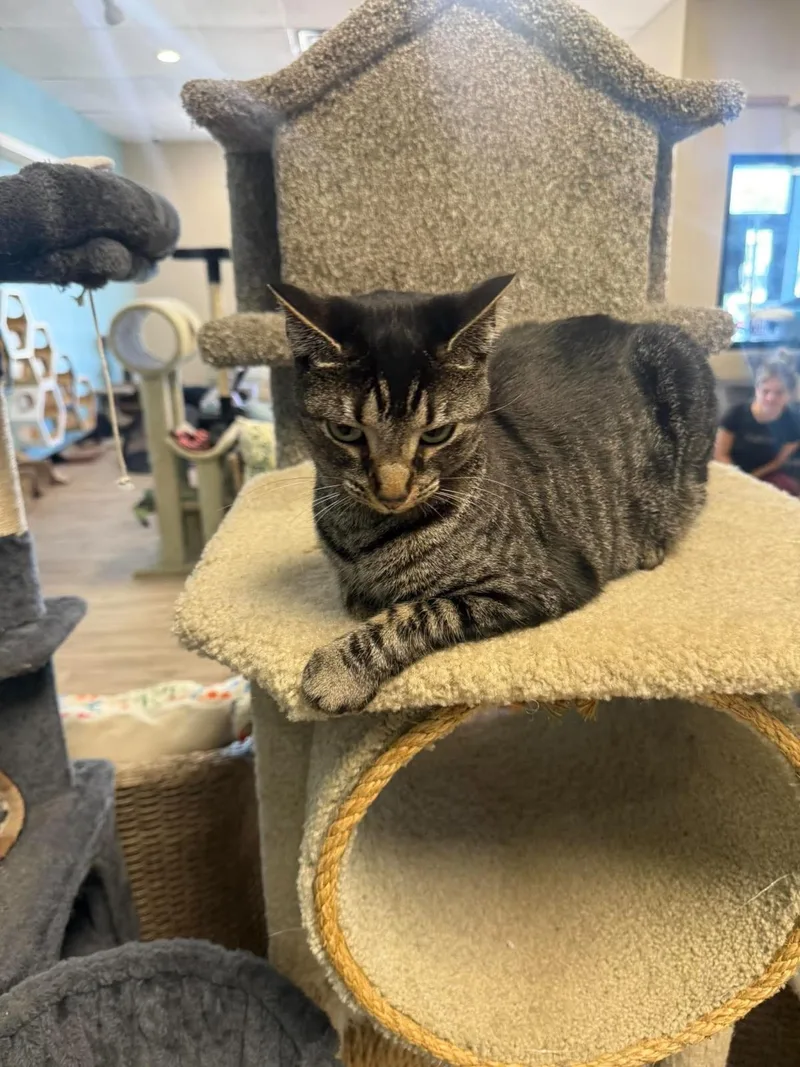A young medium-sized female Black Domestic Short Hair cat named Angel Shark for adoption in Chandler, AZ