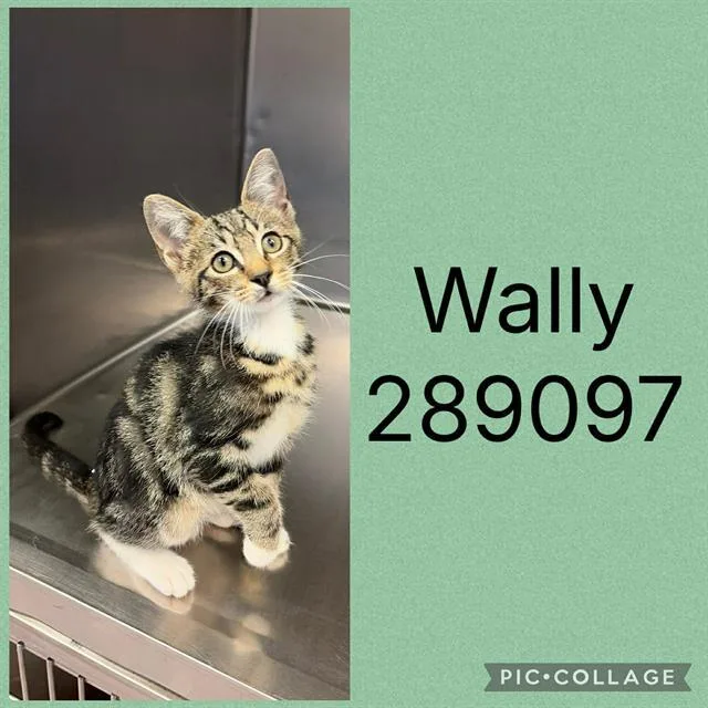 A baby small-sized male Domestic Short Hair cat named Wally for adoption in Macon, GA