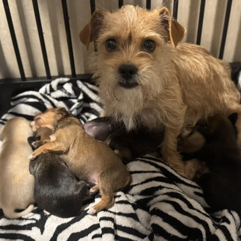 Strawberry thumbnail 2