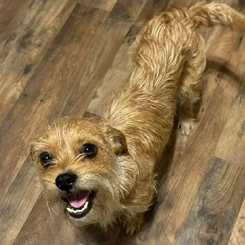 Strawberry thumbnail 3