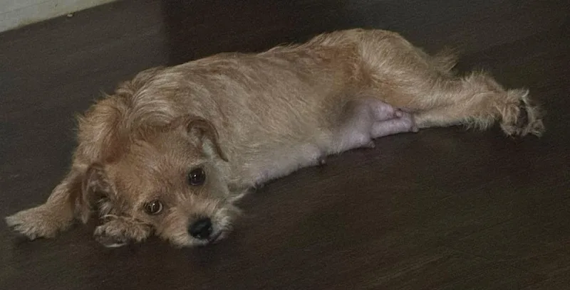 Strawberry thumbnail 4