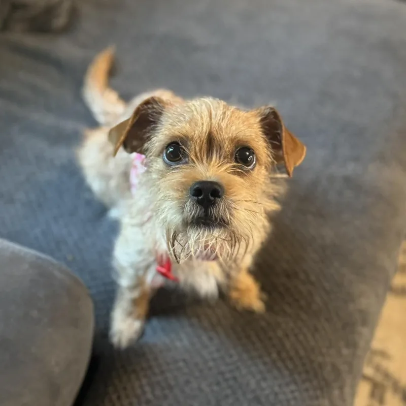 Strawberry thumbnail 5