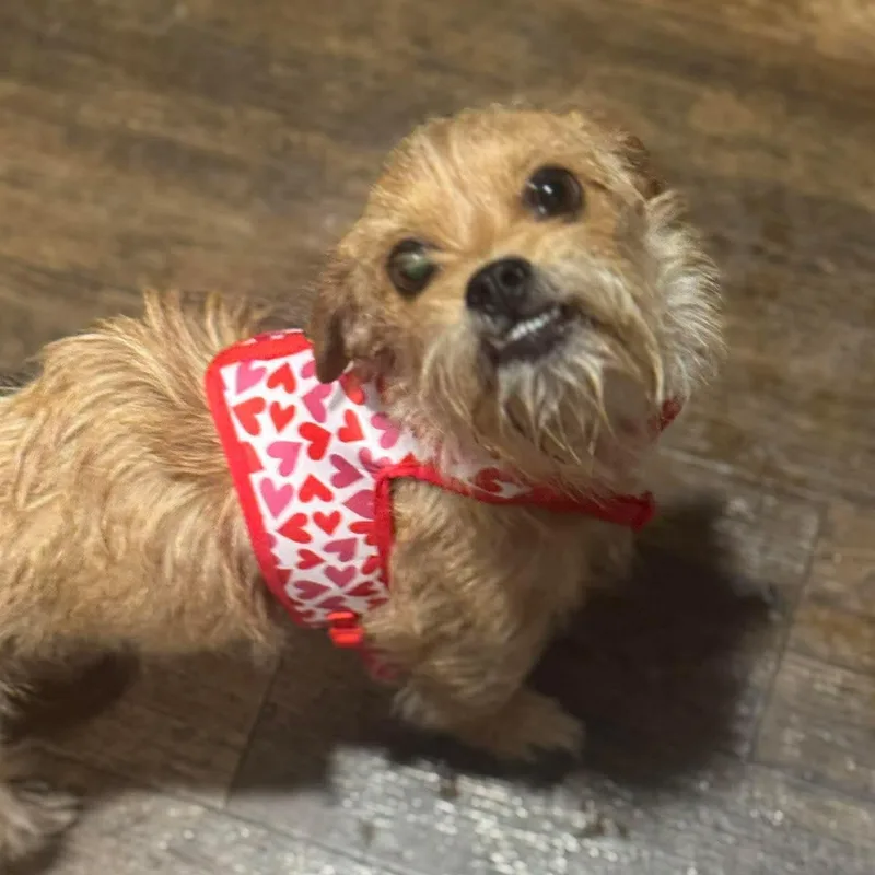 Strawberry thumbnail 6