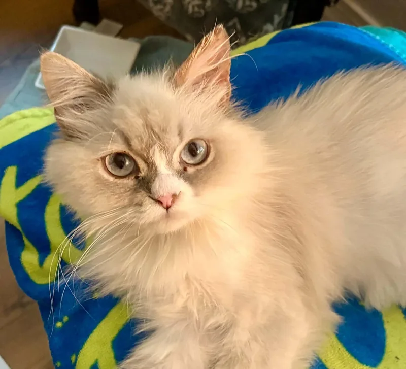 A young medium-sized female Persian cat named Valencia aka Fancy for adoption in queen creek, AZ