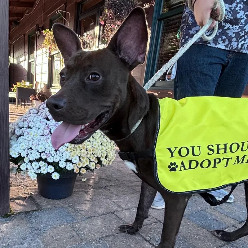 An adult medium-sized male Brown / Chocolate Pit Bull Terrier dog named Willard for adoption in Columbus, NC