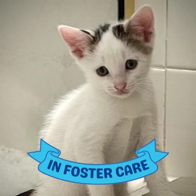 A baby small-sized male Domestic Short Hair cat named Ollie for adoption in Tallahassee, FL