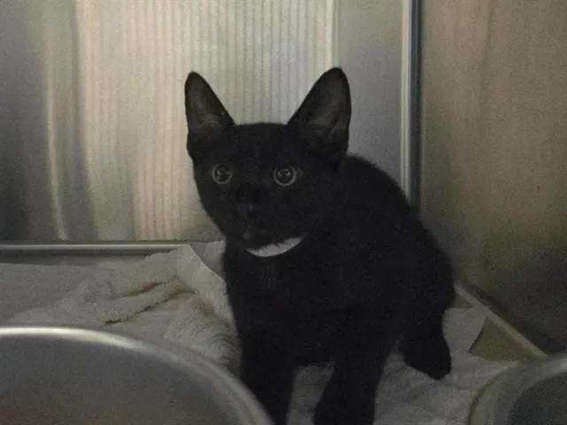 A baby small-sized female Domestic Short Hair cat named Paddy for adoption in Martinez, CA