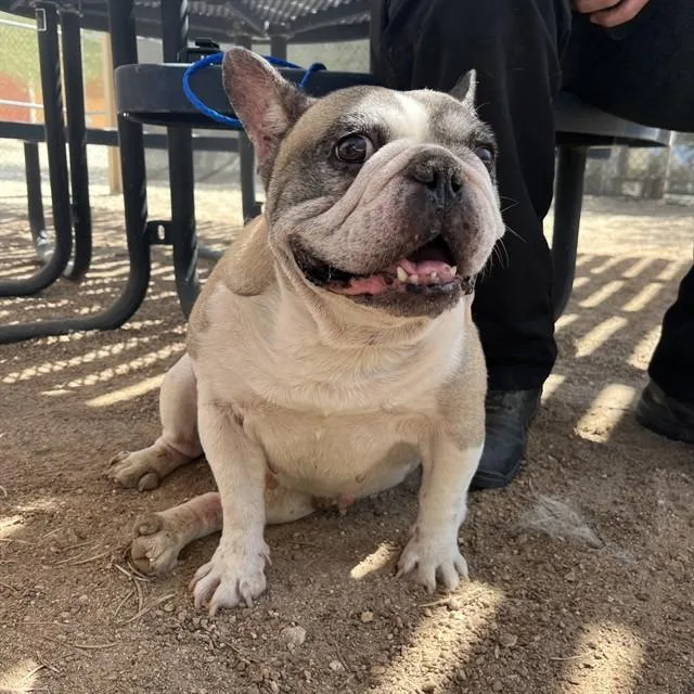 An adult medium-sized male American Bulldog dog named Droopy for adoption in Thousand Palms, CA