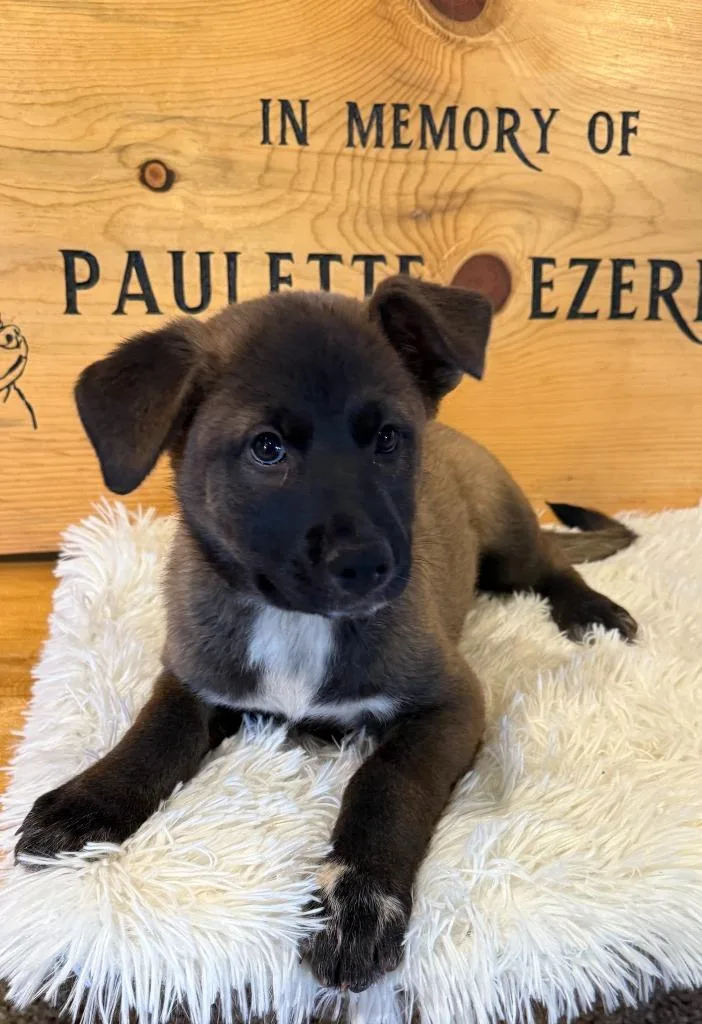 A baby medium-sized female Mixed Breed dog named Oreo for adoption in Hot Springs, SD
