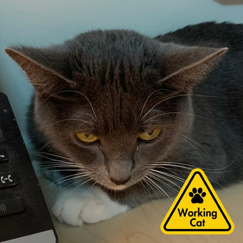 Sock Puppet Working Cat