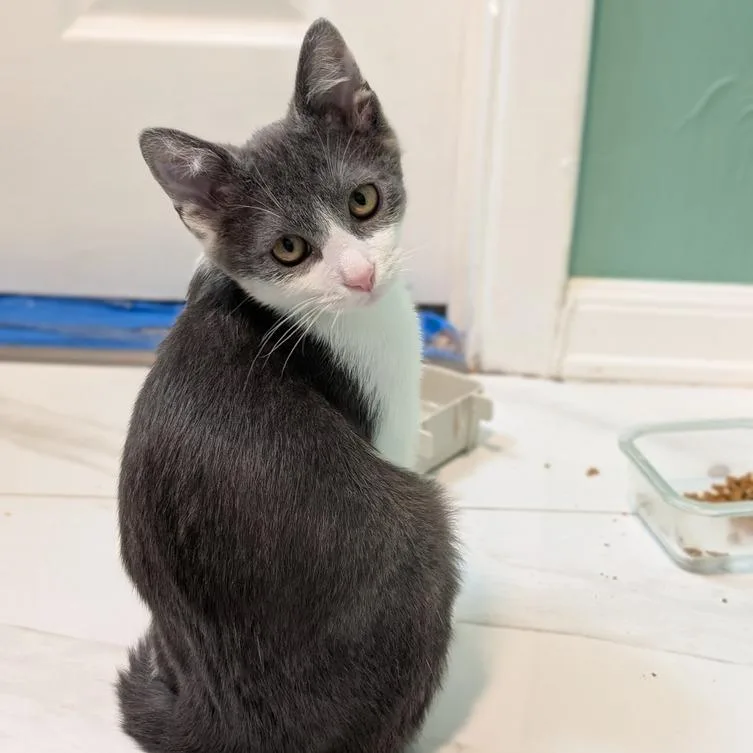 An adult small-sized male Gray / Blue / Silver Domestic Short Hair cat named Paprika for adoption in Greensburg, PA