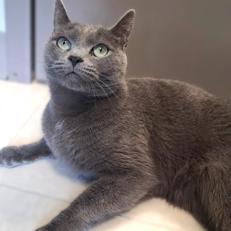 An adult medium-sized male Gray / Blue / Silver Domestic Short Hair cat named Blue for adoption in Belmont, NY