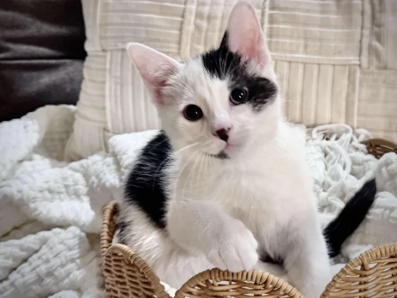 A young medium-sized male White Domestic Short Hair cat named Periwinkle Peri for adoption in Effingham, IL