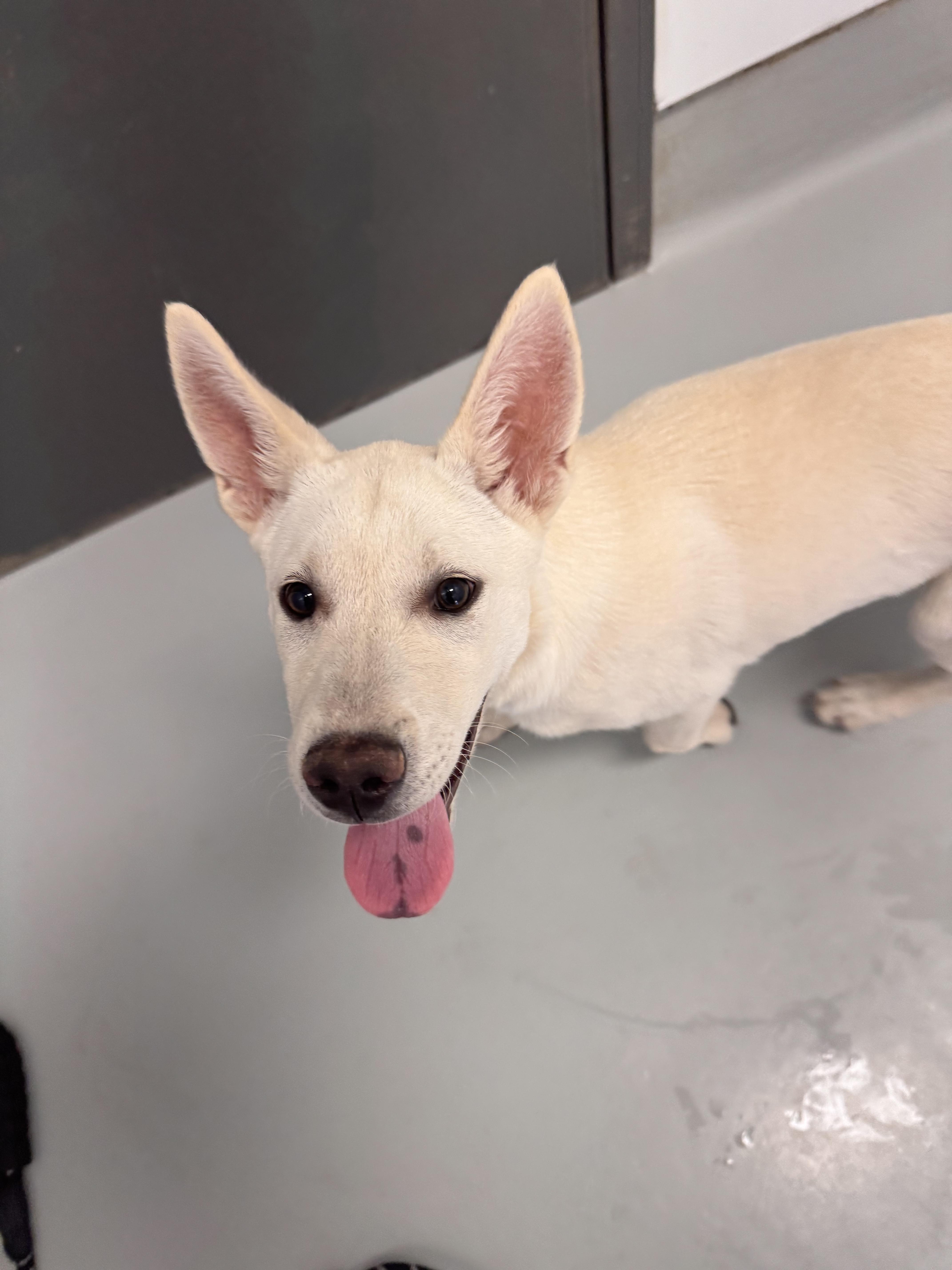 A baby medium-sized female German Shepherd Dog dog named Amaya for adoption in Chico, CA