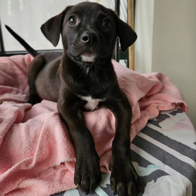 A baby small-sized female Bicolor Miniature Pinscher dog named Nina for adoption in Homewood, IL