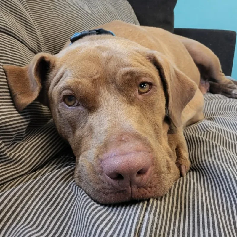 A young large-sized female Brown / Chocolate Chocolate Labrador Retriever dog named Treasure for adoption in Leesburg, AL