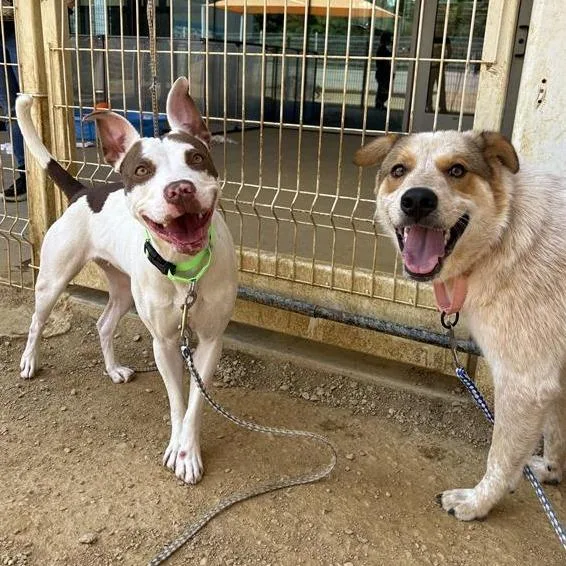 A young medium-sized male White / Cream Mixed Breed dog named Redz for adoption in Bentonville, AR