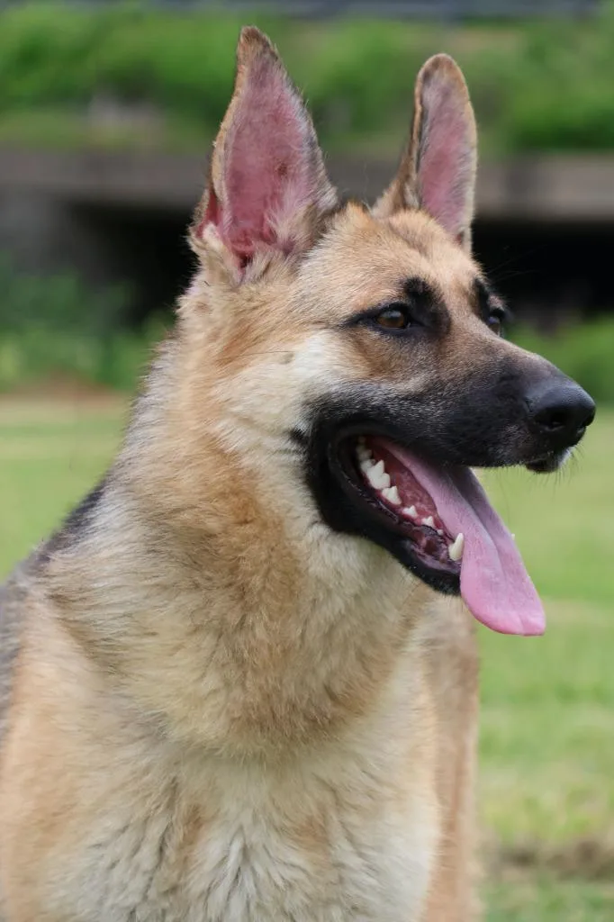 A young large-sized female Mixed Breed dog named Boggie for adoption in Columbia, TN