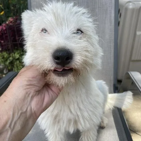 An adult small-sized female White / Cream Terrier dog named Blanche for adoption in Memphis, TN