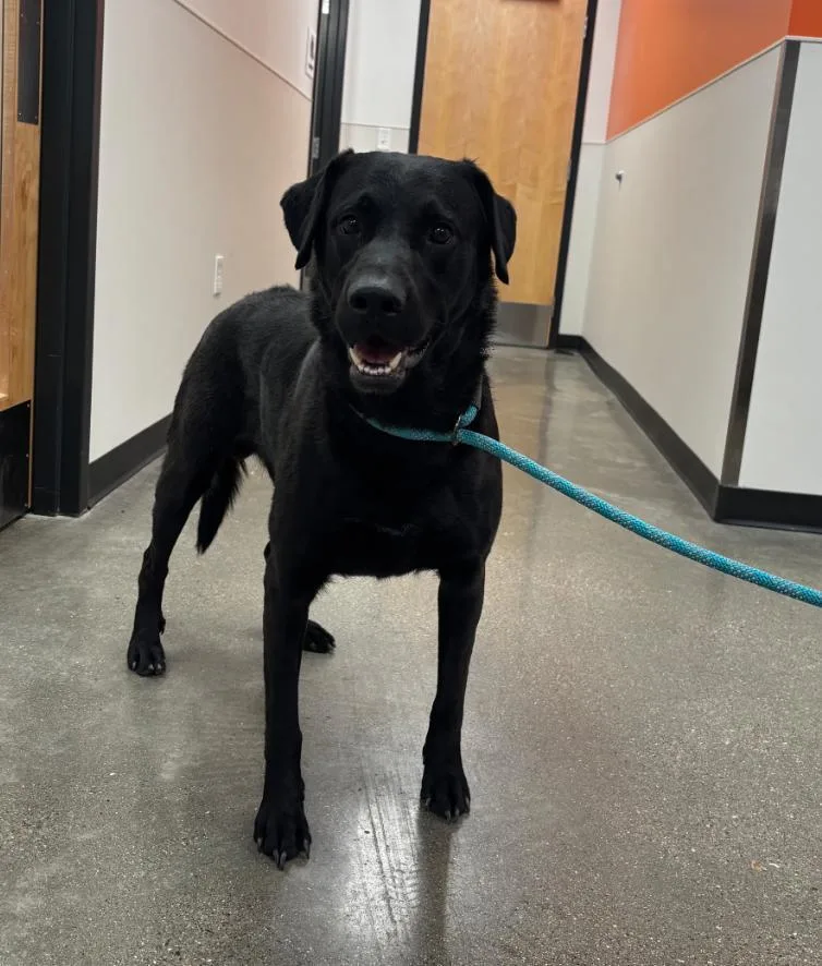 A young large-sized male Labrador Retriever dog named Kevin for adoption in Greenfield, IN