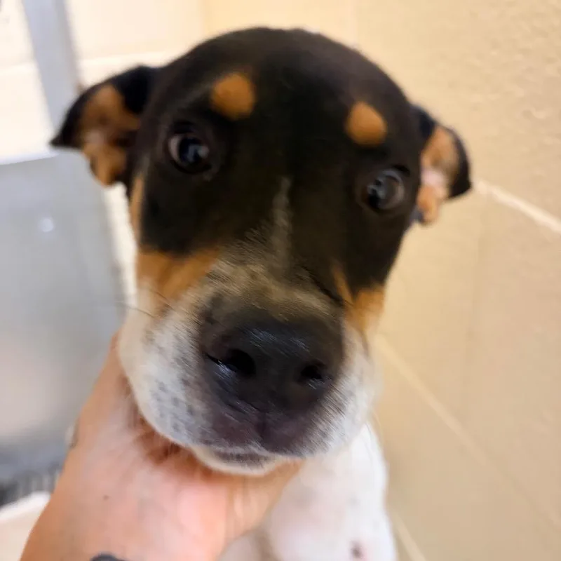 A young medium-sized male Black Shepherd dog named Squirt for adoption in Palestine, TX