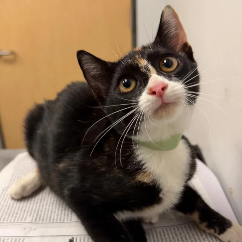 A baby small-sized female Calico Domestic Short Hair cat named Siren for adoption in Jacksonville, FL
