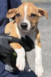 A baby medium-sized male Yellow / Tan / Blond / Fawn Mixed Breed dog named Thunder for adoption in Maryville, TN