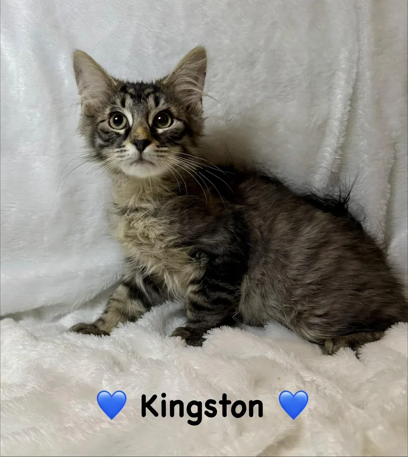 A baby medium-sized male Tabby (Brown / Chocolate) Domestic Long Hair cat named Kingston for adoption in Copley, OH