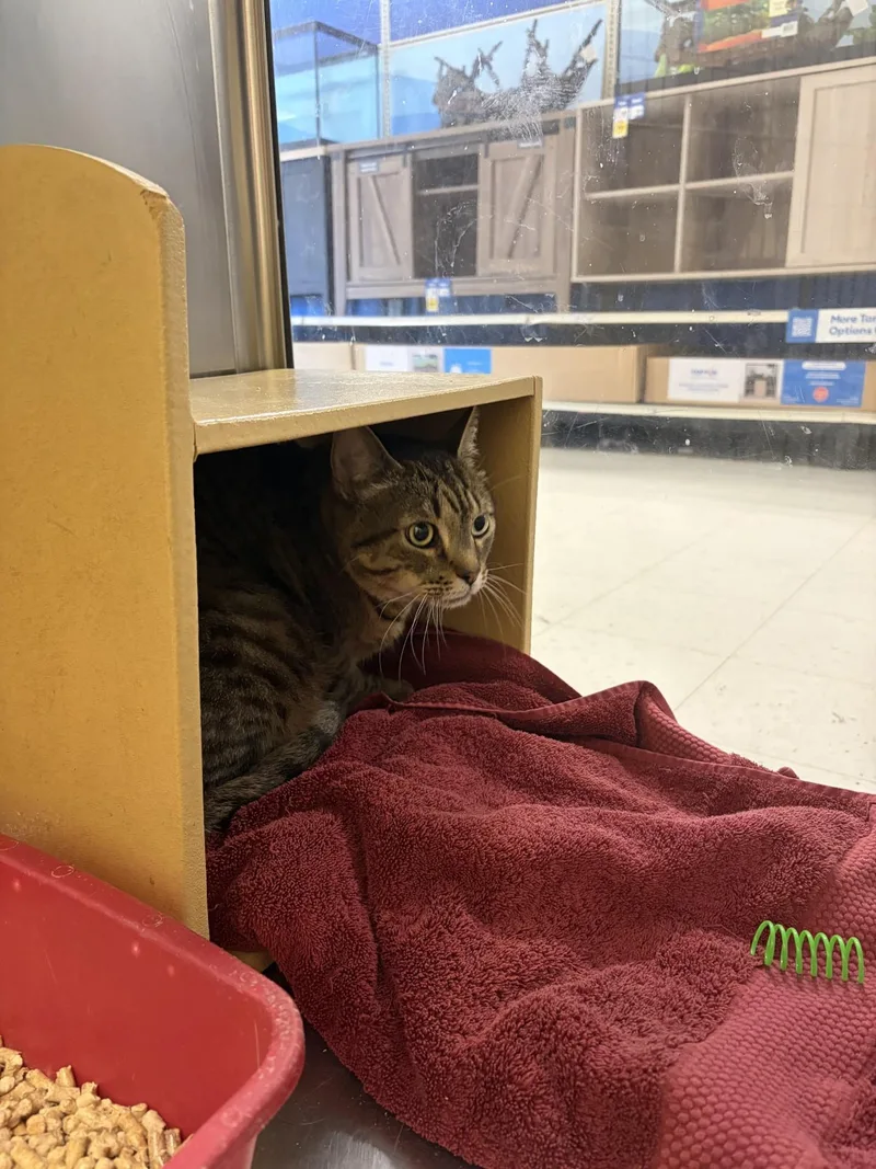 An adult extra large-sized male Domestic Short Hair cat named Cryer for adoption in Twin Falls, ID