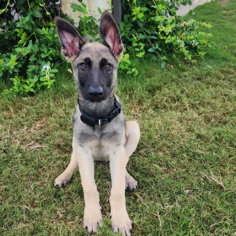 A baby large-sized male Belgian Shepherd / Malinois dog named Nash for adoption in Lockhart, TX