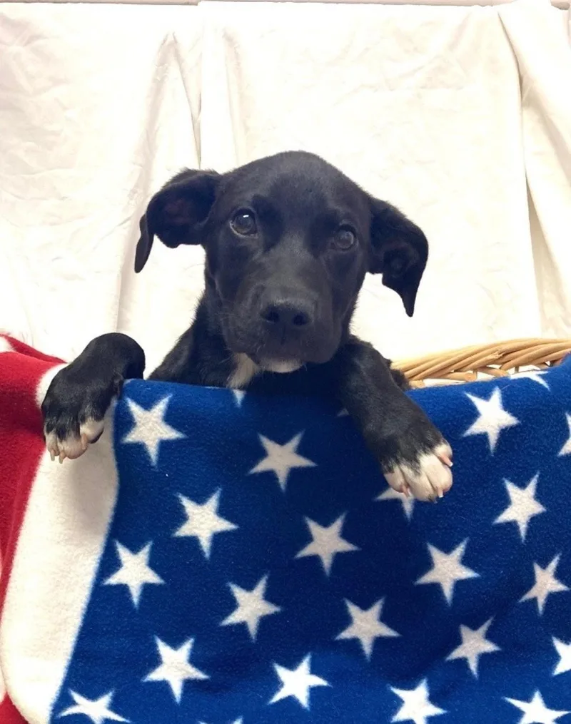 Nova