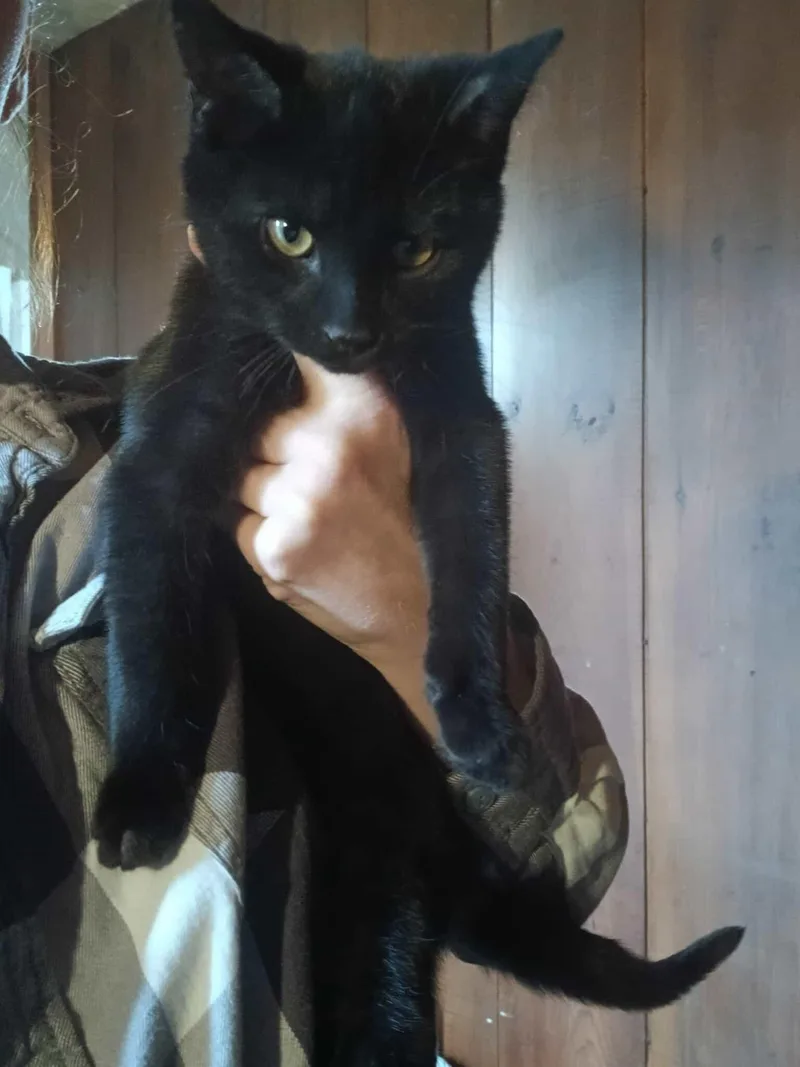 A young small-sized male Domestic Short Hair cat named Arybyss for adoption in Clymer, PA