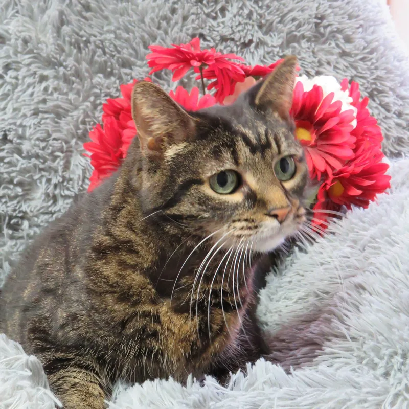 Bright Eyes thumbnail 2