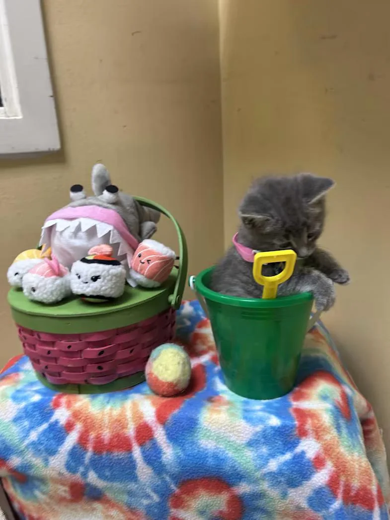 A baby medium-sized female Tabby (Gray / Blue / Silver) Domestic Short Hair cat named Sandpiper for adoption in Greensboro, NC